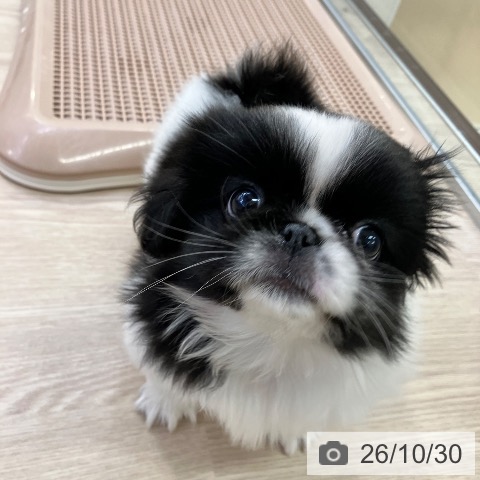 ペキニーズの写真