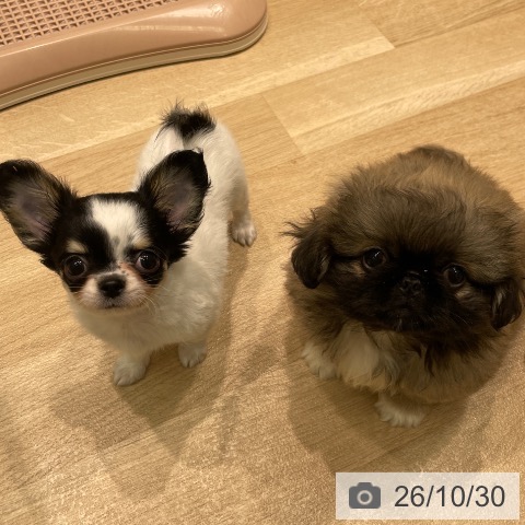 チワワの写真