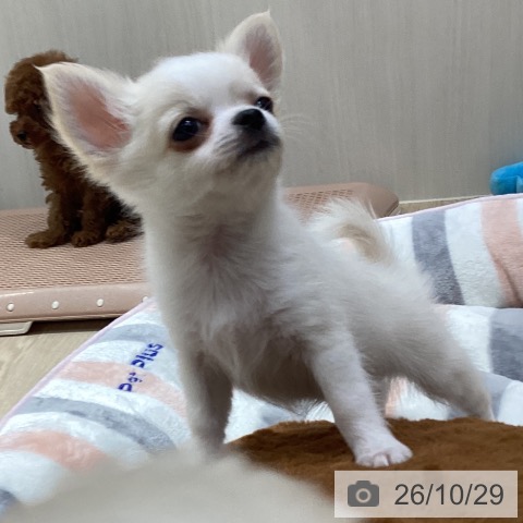 愛知県のチワワ(ロング) (ペットプラス イオンモール長久手店/2026年8月28日生まれ/男の子/クリームホワイト)の子犬の3枚目の画像