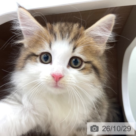 ノルウェージャンフォレストキャットの写真