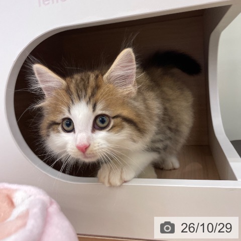 ノルウェージャンフォレストキャットの写真