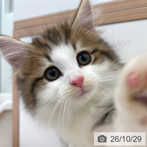 ノルウェージャンフォレストキャットの写真