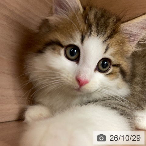 ノルウェージャンフォレストキャットの写真