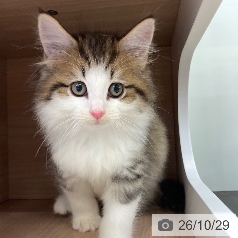 ノルウェージャンフォレストキャットの写真