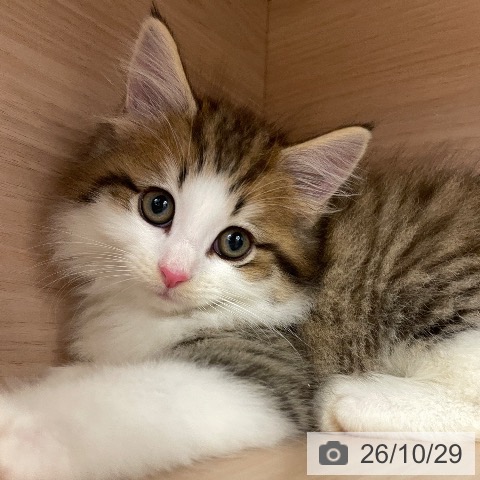 ノルウェージャンフォレストキャットの写真
