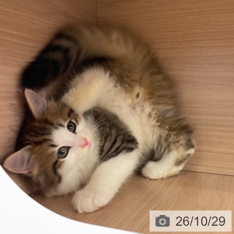 ノルウェージャンフォレストキャットの写真