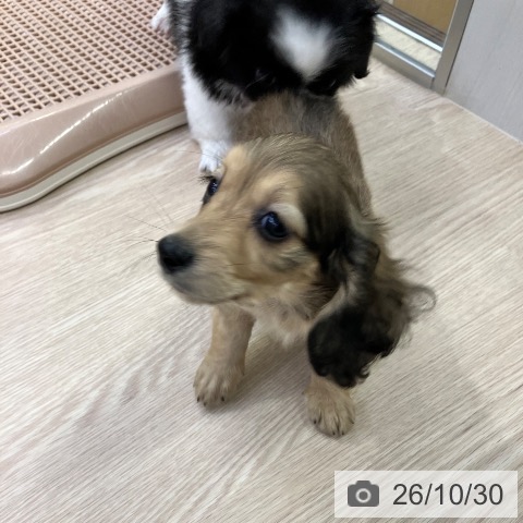 ミニチュア・ダックスフンドの写真