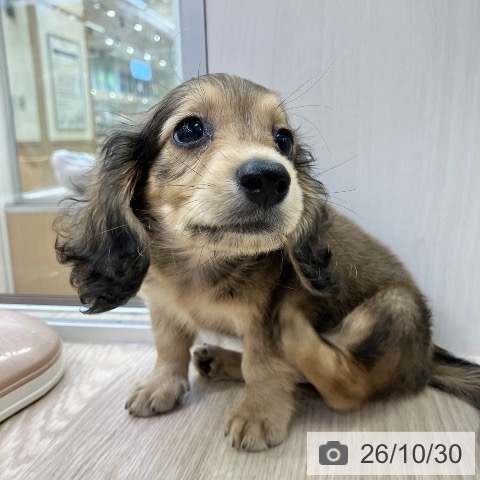 ミニチュア・ダックスフンドの写真