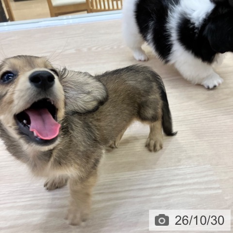 ミニチュア・ダックスフンドの写真