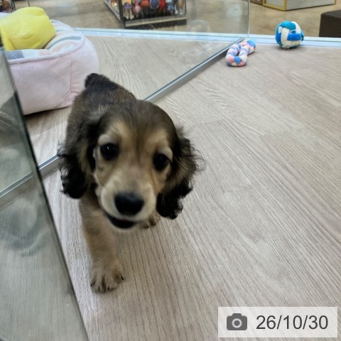 ミニチュア・ダックスフンドの写真