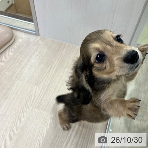 ミニチュア・ダックスフンドの写真