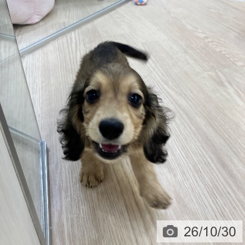 ミニチュア・ダックスフンドの写真