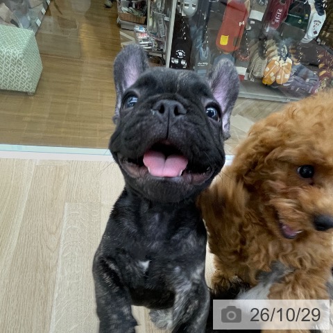 フレンチ・ブルドッグの写真