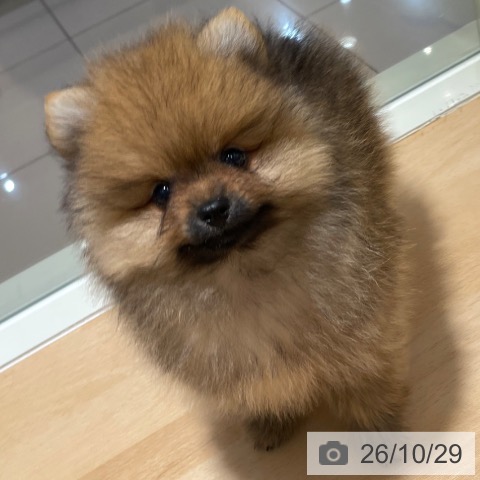 鹿児島県のポメラニアン (ペットプラス 姶良店/2026年8月24日生まれ/男の子/オレンジ)の子犬の4枚目の画像