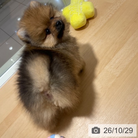 鹿児島県のポメラニアン (ペットプラス 姶良店/2026年8月24日生まれ/男の子/オレンジ)の子犬の3枚目の画像