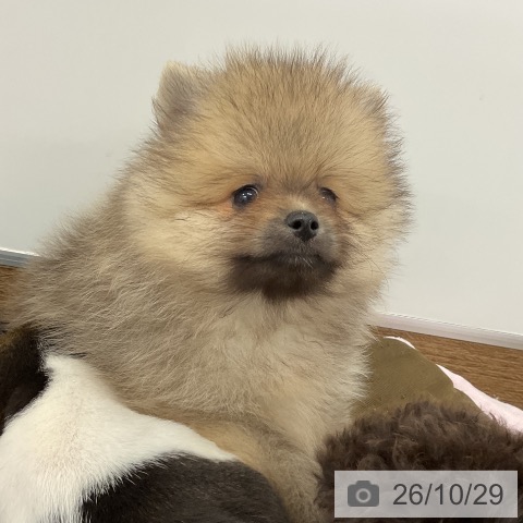 ポメラニアンの写真