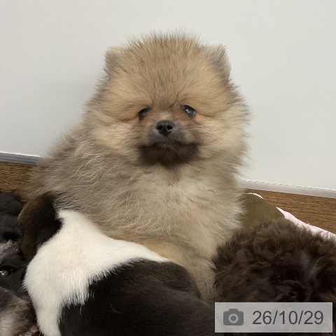 ポメラニアンの写真