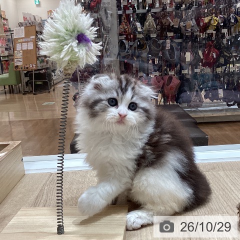 埼玉県のスコティッシュフォールド (ペットプラス ピオニウォーク東松山店/2026年8月23日生まれ/男の子/ブラウンタビーホワイト)の子猫の4枚目の画像