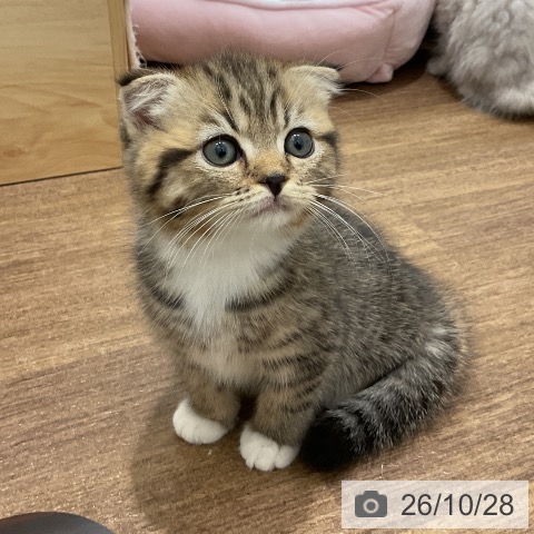 スコティッシュフォールドの写真
