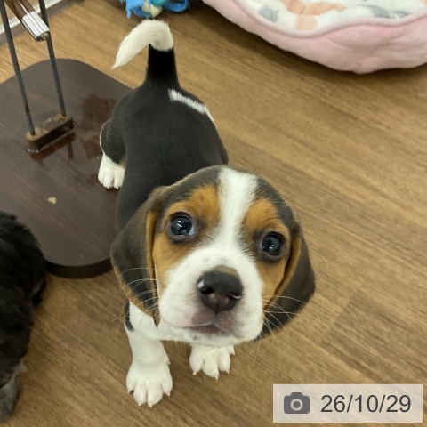 ビーグルの写真