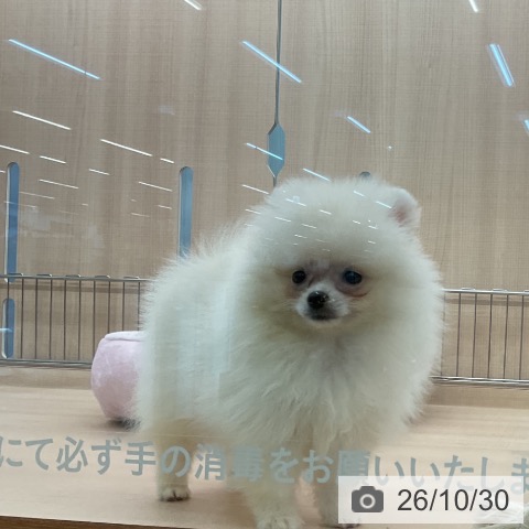 ポメラニアンの写真