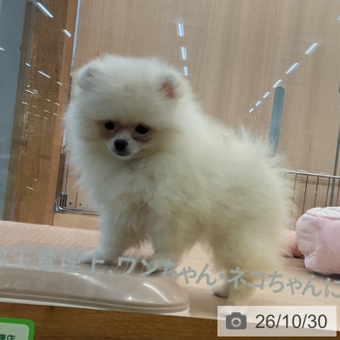 ポメラニアンの写真