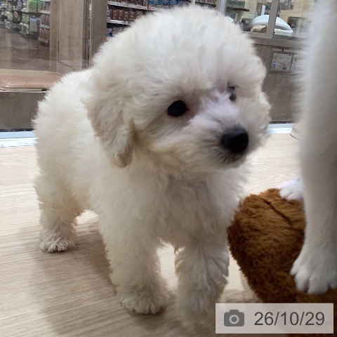 愛知県のトイプードル(トイ) (ペットプラス イオンモール長久手店/2026年8月20日生まれ/男の子/クリーム)の子犬の3枚目の画像