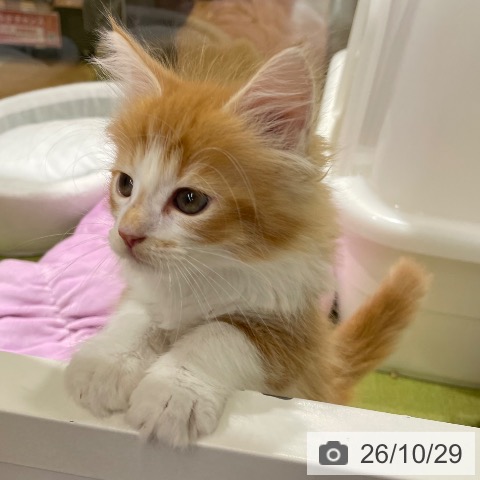 メインクーンの写真