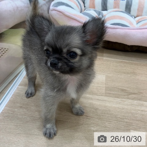 チワワの写真