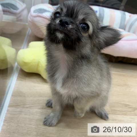 チワワの写真