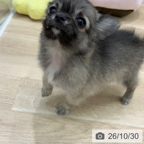 チワワの写真