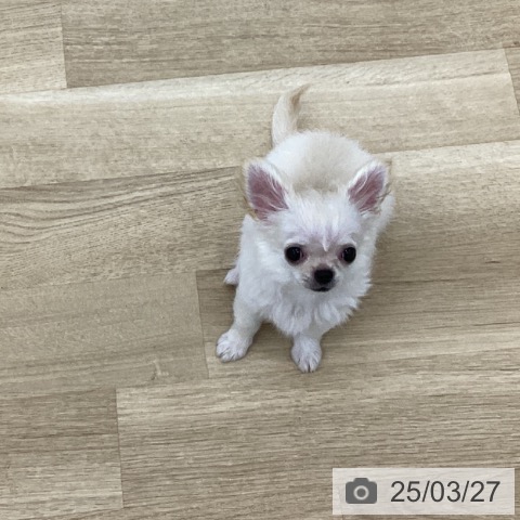 チワワの写真