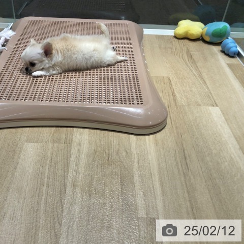 チワワの写真