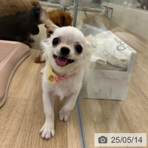 チワワの写真