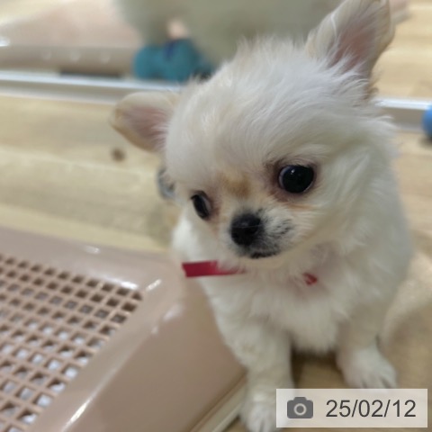 チワワの写真
