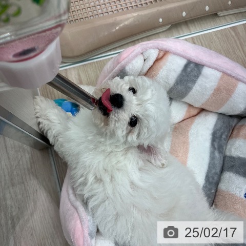 ビション・フリーゼの写真