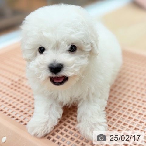 ビション・フリーゼの写真