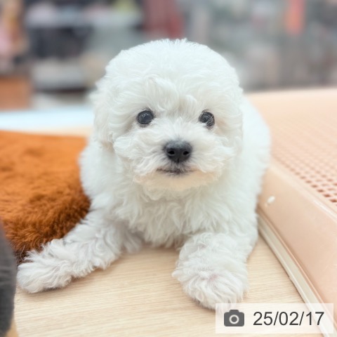ビション・フリーゼの写真
