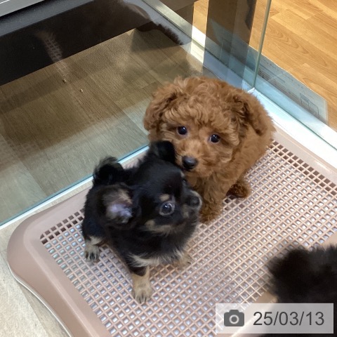 チワワの写真