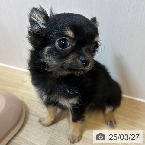 チワワの写真