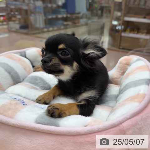 チワワの写真