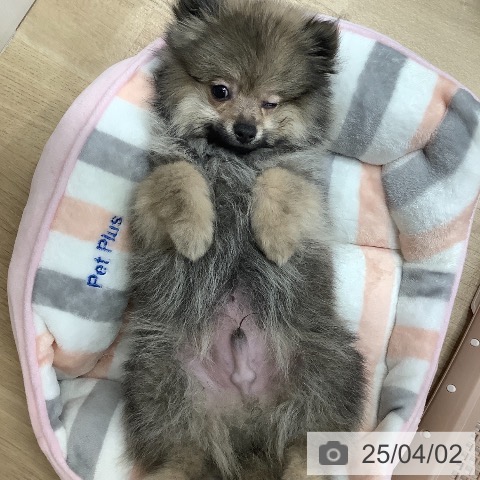 ポメラニアンの写真