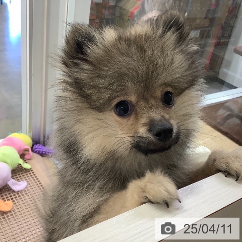 ポメラニアンの写真