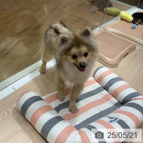 ポメラニアンの写真