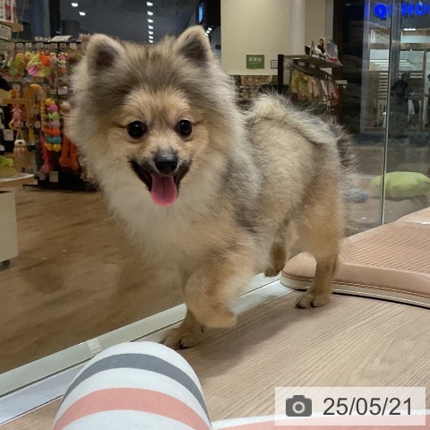 ポメラニアンの写真