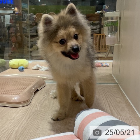 ポメラニアンの写真