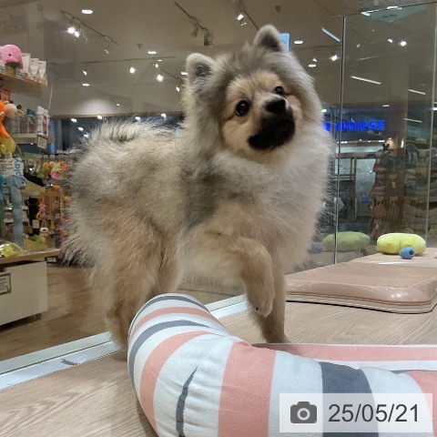 ポメラニアンの写真