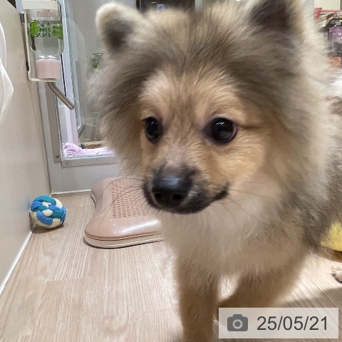 ポメラニアンの写真