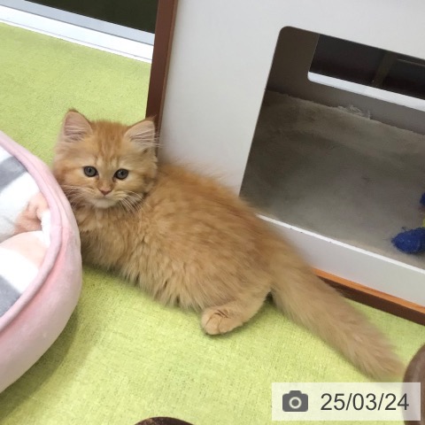 ラガマフィンの写真