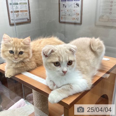 ラガマフィンの写真
